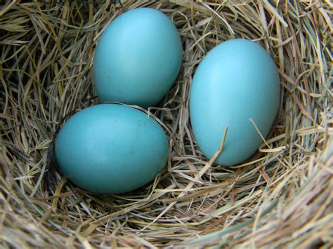 File:American Robin Eggs in Nest.jpg - Wikimedia Commons