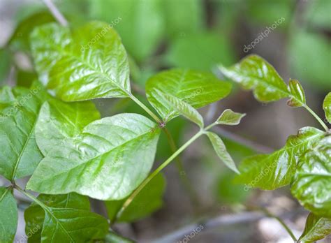 Poison Ivy leaves — Stock Photo © stu99 #60329901