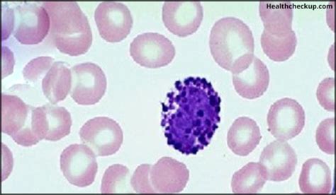 Basophils Blood Test: Normal Range, Causes of High, Low Basophil Count