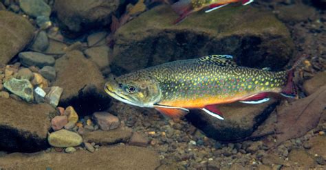 Brook Trout (Salvelinus fontinalis) | U.S. Fish & Wildlife Service