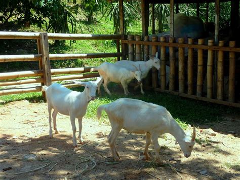 Penang Food For Thought: Saanen Dairy Goat Farm