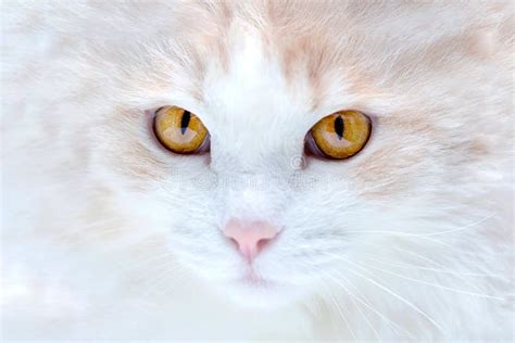 Portrait of a White Turkish Angora Cat Stock Image - Image of heterochromia, feline: 134913481