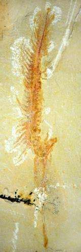 Researchers reveal remarkable fossil