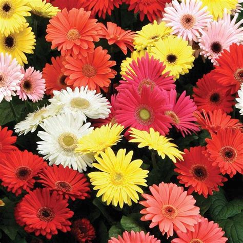 Gerbera Daisy Mix 5 Seeds Gerbera Jamesonii | Etsy