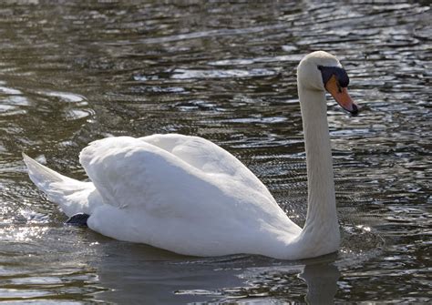 Mute Swan Facts