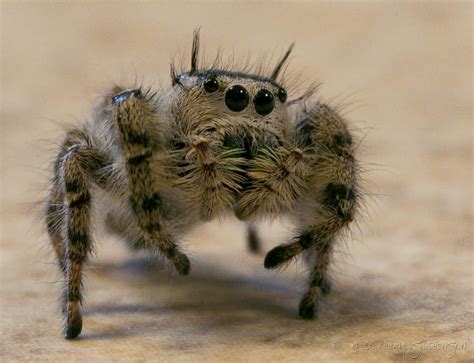 Big Scary Spider Photograph by Cheryl Stephenson