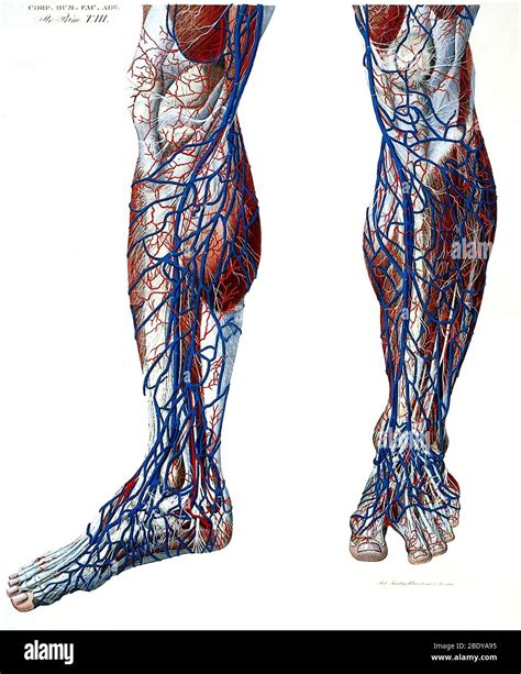 Anatomy Of Leg Veins