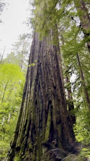 Redwood Tree, Redwood Forest, Trees. Free Stock Video - Pixabay