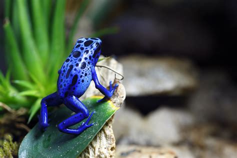 Life Cycle of a Blue Poison Dart Frog | Sciencing