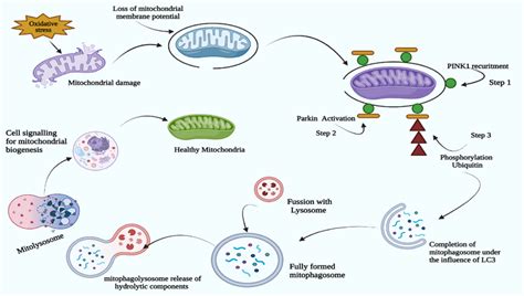 Schematic representation of programmed mitophagy, various events of ...