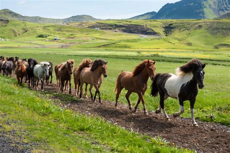 The Icelandic Horse