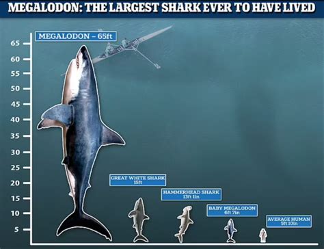 Megalodon Size Comparison [2022] Extinct Giant Of The Sea