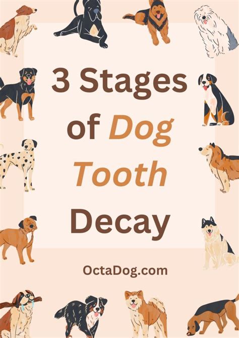 3 Stages of Dog Tooth Decay & How to Keep Your Dog's Gums Healthy!