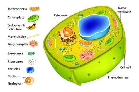 What are Plasmodesmata? - Freeschi