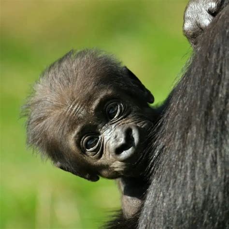 Adorable Baby Gorilla Facts: 20+ You Never Knew