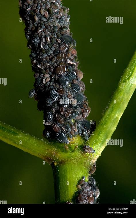 An infestation of Black Fly covers the stems of this Elderberry bush ...