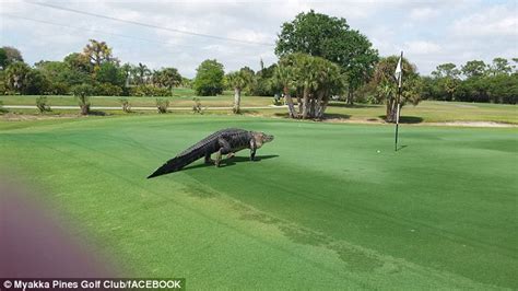 Florida golfers at the Myakka Pines Golf Club forced to deal with alligators | Daily Mail Online