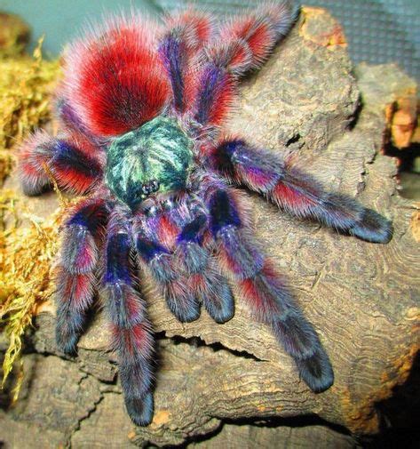 20+ Tarantula habitat images in 2020 | tarantula, tarantula habitat, arachnids