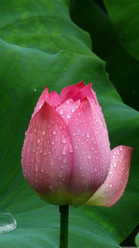 Red Lotus Flower Wallpapers - Wallpaper Cave