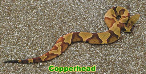 Copperhead vs Cottonmouth Snake Photos, Difference in Venom