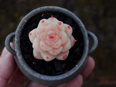 How to Grow Echeveria Succulents: A Comprehensive Guide to Controlled ...