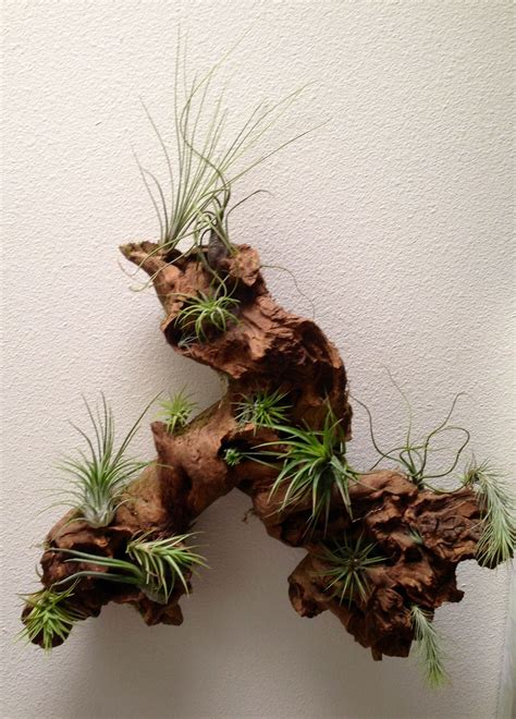 Driftwood + Airplants = AWESOME! | Air plants decor