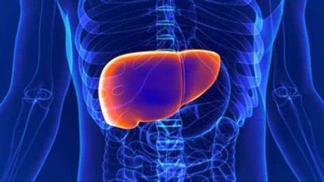 "Understanding Liver Fibrosis: Causes, Symptoms, and Treatment Options" - World Today News