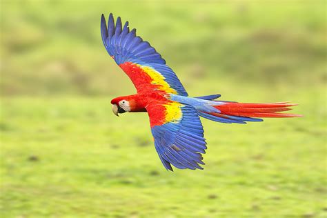 Scarlet Macaw Flying