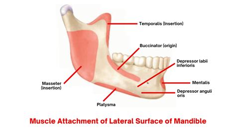 The Mandible: : Anatomy, Foramina, Muscle attachments, Ossification, Age Changes, Blood and ...