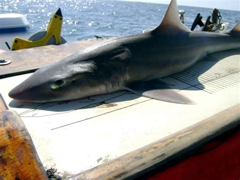 Silky Shark – "OCEAN TREASURES" Memorial Library