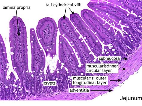 A Histology Tour of the GI Tract- The Jejunum