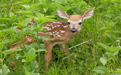 Why Are Baby Deer Called Fawns? | Wonderopolis