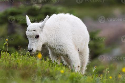 Baby Mountain Goat Grazing 900674 Stock Photo at Vecteezy