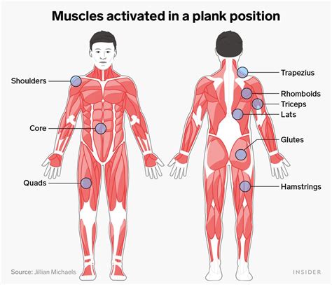 Plank Muscles Worked