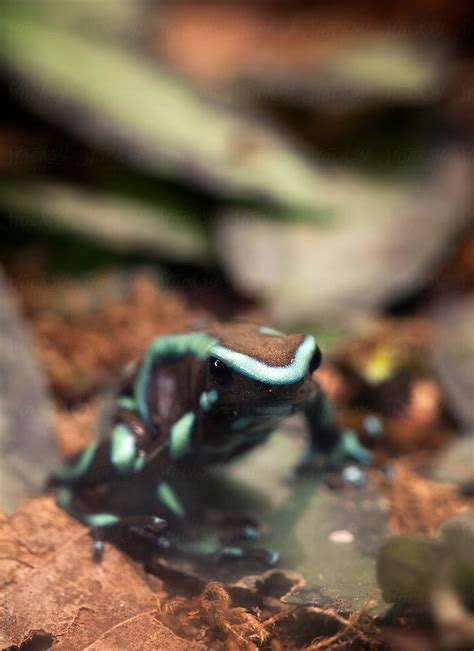 "Green And Black Poison Dart Frog" by Stocksy Contributor "Brandon Alms" - Stocksy