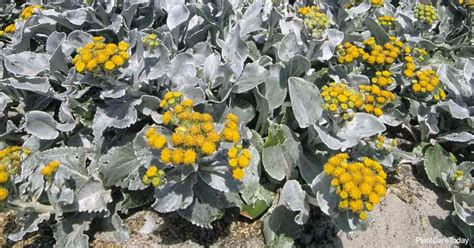 Growing Senecio Angel Wings Plants: Caring For Senecio Candicans