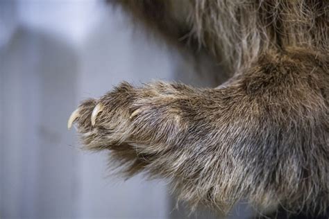 All You Need to Know About Cat Claw Trimming - A Comprehensive Guide ...