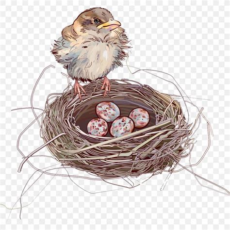 House Sparrow Bird Nest Bird Nest, PNG, 1000x1000px, Sparrow, Bird, Bird Nest, Cartoon, Drawing ...