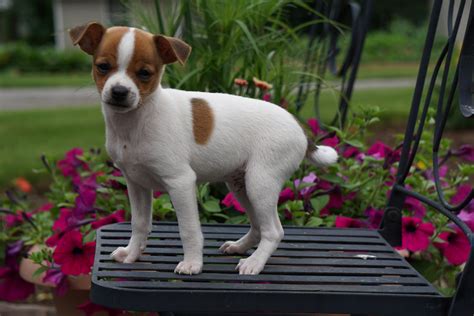 Toy Fox Terrier/ Jack Russel For Sale Apple Creek OH Male Buttercup – AC Puppies LLC