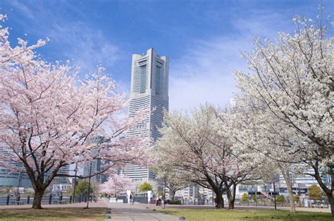 Top 10 Best Cherry Blossoms (Sakura) Viewing Spots in Yokohama | JTBUSA blog