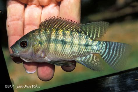 Oreochromis niloticus (Linnaeus 1758) – BAP