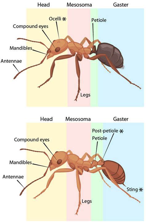 Ant Anatomy | ASU - Ask A Biologist | Fourmis, Sciences naturelles, Insectes