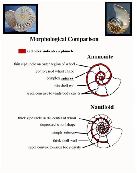 Suture Patterns within Subclass Ammonoidea | Natural History Museum