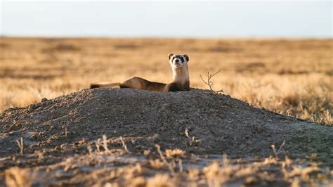 Endangered black-footed ferrets released into wild in Colorado | 9news.com