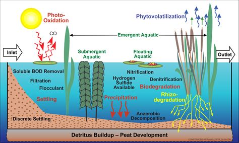 Wetland Ecosystem Diagram