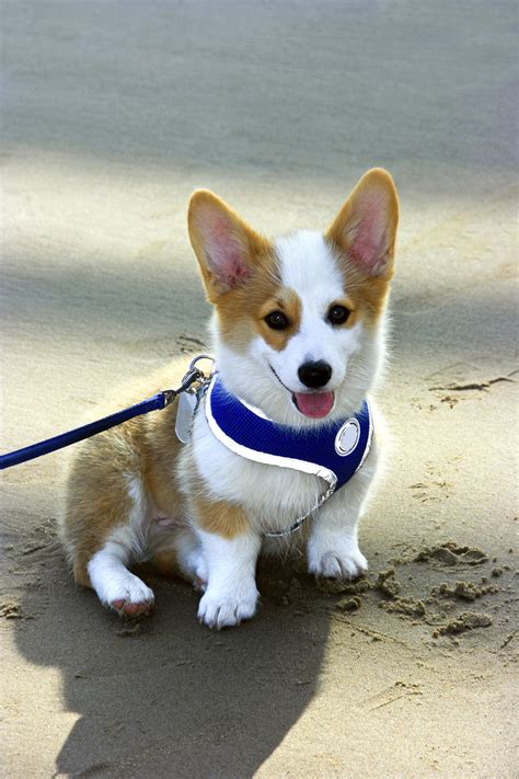 Corgi Puppy Collar Size : Black Collar: Corgi puppy for sale near Southeast Missouri ...