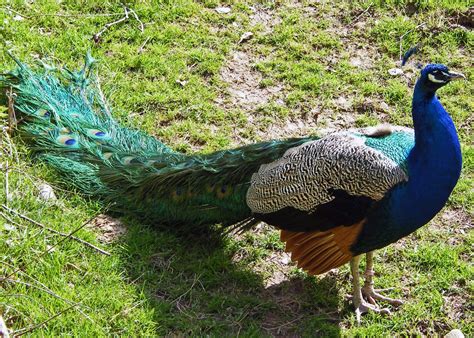 Peacock | National Bird Basic Facts & Information | Beauty Of Bird