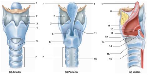 larynx Diagram | Quizlet