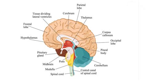 Pons - The Definitive Guide | Biology Dictionary