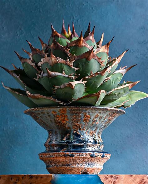 Growing Agave Indoors as a Houseplant